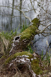 Moss-covered tree growing sideways over lakeshore in early spring - JTF02014