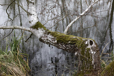 Moosbewachsener Baum, der im Vorfrühling seitlich am Seeufer wächst - JTF02015