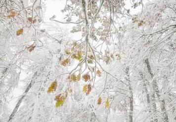 Von unten hängen leuchtende, verwelkte gelbe Blätter an den Zweigen eines mit Schnee und Raureif bedeckten Winterbaums unter einem nebligen Himmel - ADSF34413