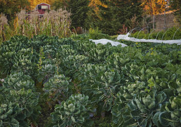 Feld mit Rosenkohlpflanzen und Maisstängeln in einem Garten im Herbst. - MINF16528