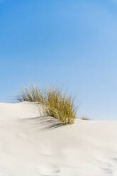 Sanddünen mit Pflanzen unter blauem Himmel - CHPF00850
