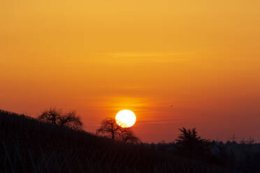 Roter, feuriger Sonnenaufgang über dem Weinberg - NDF01405