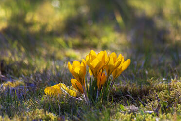 Gelbe Krokusblüten im Frühling blühen - NDF01408
