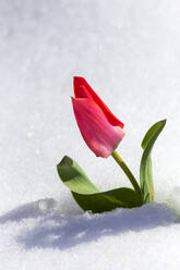 Einzelne Tulpe blüht im Schnee - NDF01410