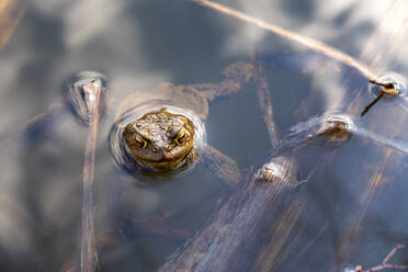 Toad peeking out of water - NDF01412