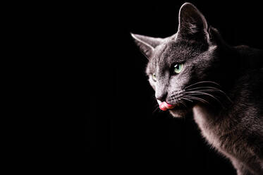 Aufmerksame anmutige russische blaue Katze mit grünen Augen und langen Schnurrhaaren, die vor schwarzem Hintergrund wegschaut - ADSF34545