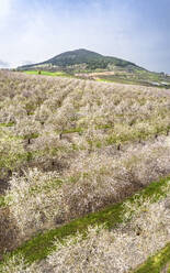 Luftaufnahme einer Mandelblütenplantage, Berg Tabor, Untergaliläa, Israel. - AAEF14519