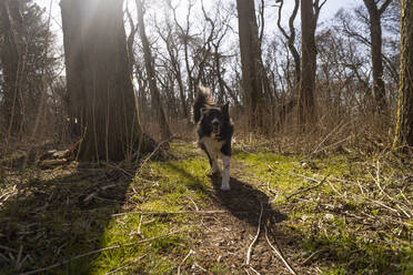 Border Collie beim Spaziergang im Wald an einem sonnigen Tag - SSGF00722