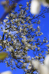 Weiß blühender Magnolienbaum im Frühling - JTF02016