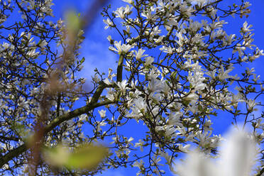 Weiß blühender Magnolienbaum im Frühling - JTF02017