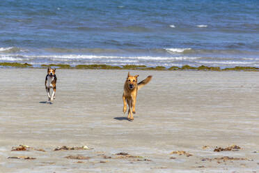 Hunde laufen vor dem Meer am Strand an einem sonnigen Tag - NDF01414