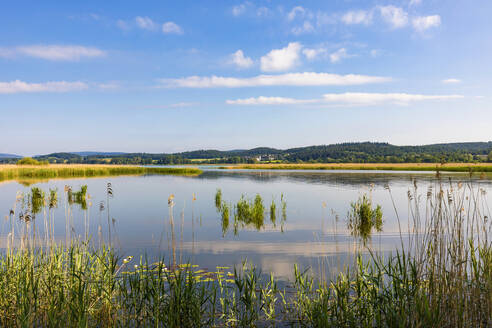 Deutschland, Baden-Württemberg, Insel Reichenau, Seeufer im Naturschutzgebiet Wollmatinger Ried - WDF06887