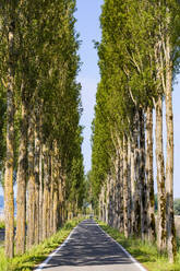 Deutschland, Baden-Württemberg, Insel Reichenau, Baumgesäumter Radweg im Sommer - WDF06888