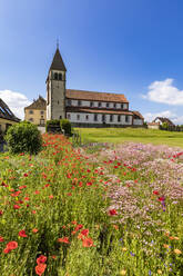 Germany, Baden-Wurttemberg, Reichenau Island, Corn poppies blooming in summer meadow with Basilica of Saints Peter and Paul in background - WDF06892