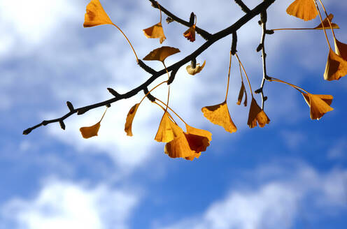 Ginkgo tree branch in autumn - JTF02019
