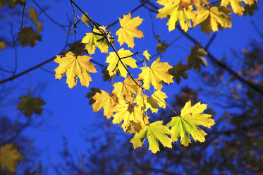 Gelbe Baumzweige in der Herbstnacht - JTF02022