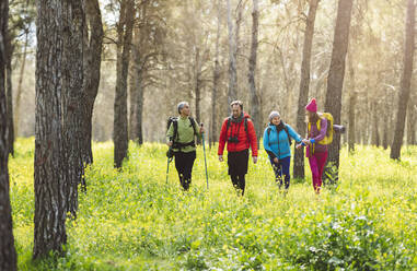 Freunde wandern gemeinsam im Wald - JCCMF06072