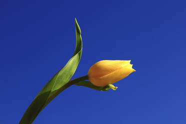 Einzelne blühende Tulpe vor blauem Himmel - JTF02023