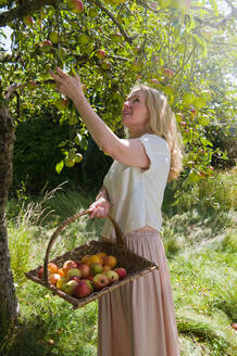 Woman picking apples in orchard - ISF25681