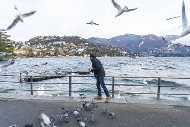 Italien, Como, Mann füttert Schwäne und Möwen am Comer See - ISF25686