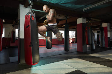 Boxer jumping in gym - ISF25693