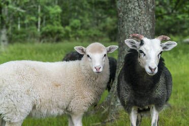 Schafe auf einem grasbewachsenen Feld - ISF25719
