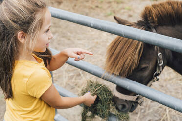 Mädchen füttert Miniaturpferd auf dem Bauernhof mit Gras - ACTF00205