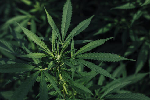 Nahaufnahme von Blättern einer Marihuana-Pflanze - ACTF00211