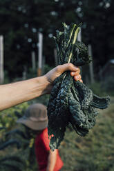 Hand eines Mannes, der Grünkohl mit einem Jungen im Hintergrund im Gemüsegarten hält - ACTF00212