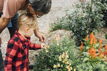 Junge mit Großvater betrachtet Löwenmäulchenblüten im Garten - ACTF00217