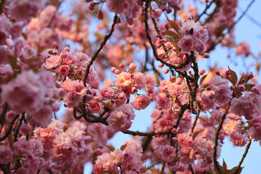 Rosa blühende Baumzweige im Frühling - JTF02026