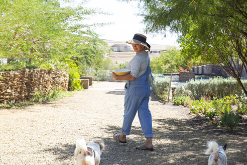 Frau betrachtet ihre Hunde, die an einem sonnigen Tag im Garten spazieren gehen - ESTF00008