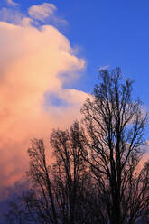 Silhouetten kahler Bäume, die sich in der Abenddämmerung gegen die Wolken abheben - JTF02027