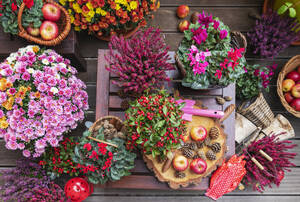 Arrangement aus verschiedenen Herbst- und Winterblumen, Äpfeln und Tannenzapfen - GWF07383