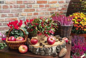 Balkongesteck aus verschiedenen Herbst- und Winterblumen, Äpfeln und Tannenzapfen - GWF07384
