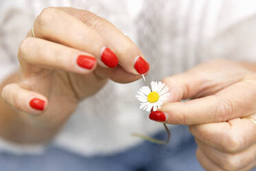 Hands of woman plucking petal from daisy flower - EIF03961