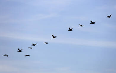 Flock of cormorants flying in row against sky - JTF02032