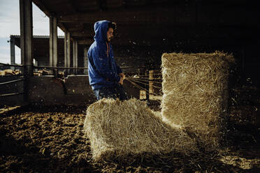 Junger Bauer bereitet Stroh für die Kälber auf seinem Hof vor - CAVF96267