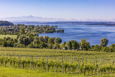 Deutschland, Baden-Württemberg, Unteruhldingen, Grüner Weinberg im Sommer mit Bodensee im Hintergrund - WDF06910