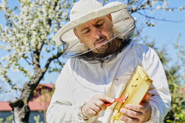 Imker bei der Gewinnung von Bienenwachs aus Honigwaben - ZEDF04504