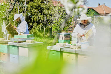 Imker entfernen an einem sonnigen Tag Bienenwachs von den Waben eines Bauernhofs - ZEDF04507