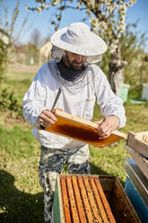 Beekeeper holding beehive frame standing by container at farm - ZEDF04511