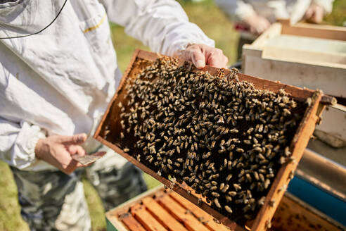 Hände eines Imkers halten einen Bienenstockrahmen - ZEDF04512
