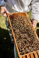 Hands of beekeeper holding honeycomb frame - ZEDF04513