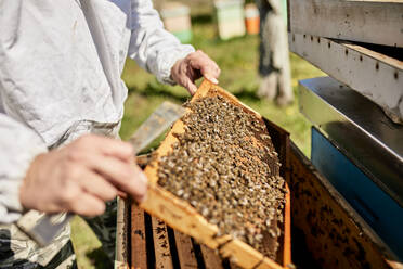 Hands of beekeeper holding honeycomb frame on container - ZEDF04515