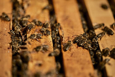 Honey bees on wooden beehive container - ZEDF04516