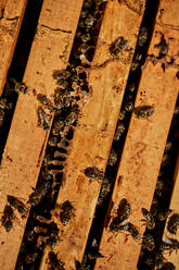 Honey bees on beehive container - ZEDF04517