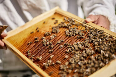 Hände eines Imkers mit Bienenstockrahmen - ZEDF04519