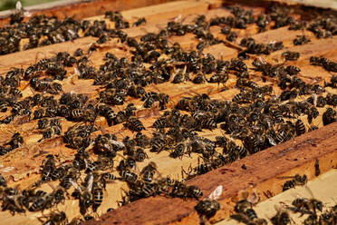 Honey bees on beehive frame container - ZEDF04521