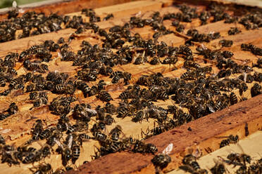 Honigbienen auf einem Bienenstock-Rahmenbehälter - ZEDF04521